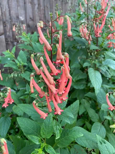 Photo of free Perennial garden plants (Cannock Wood WS15) #1