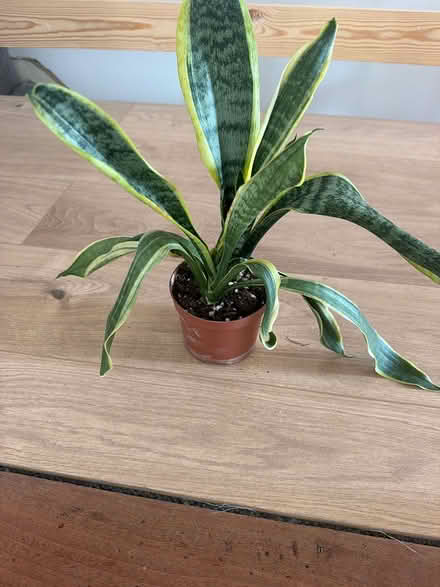 Photo of free Snake plant (Old Windsor SL4) #1