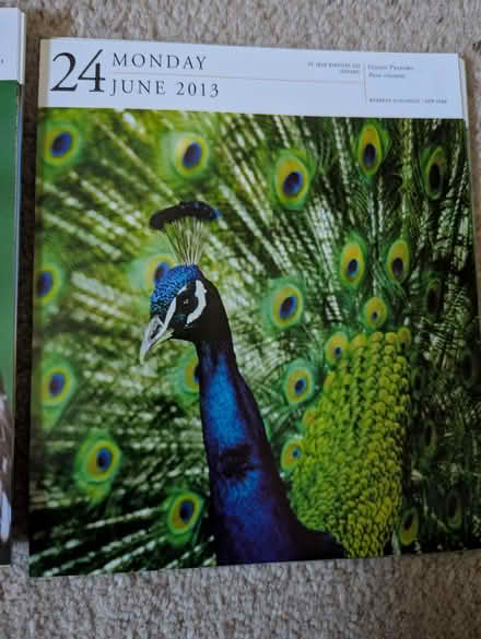 Photo of free 2013 Picture A Day Bird Calendar (Matlock DE4) #2