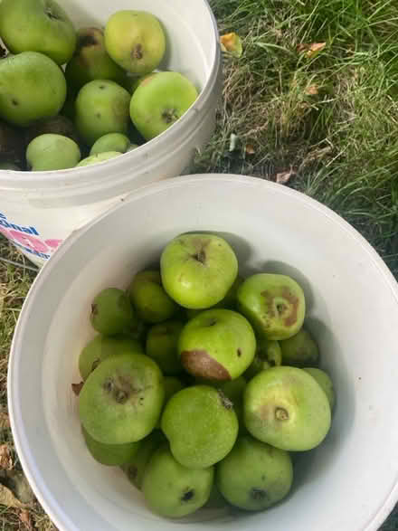 Photo of free Fallen cooking apples π (Waterlooville PO7) #1
