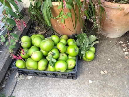 Photo of free Windfall Bramley Cooking Apples (Cricket Road OX4) #1
