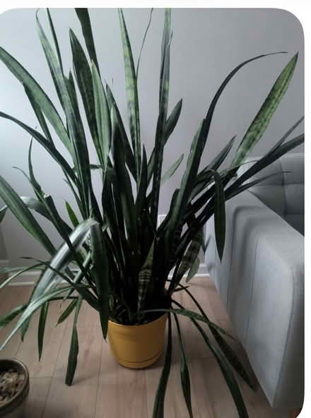 Photo of free House plants (Doylestown) #1