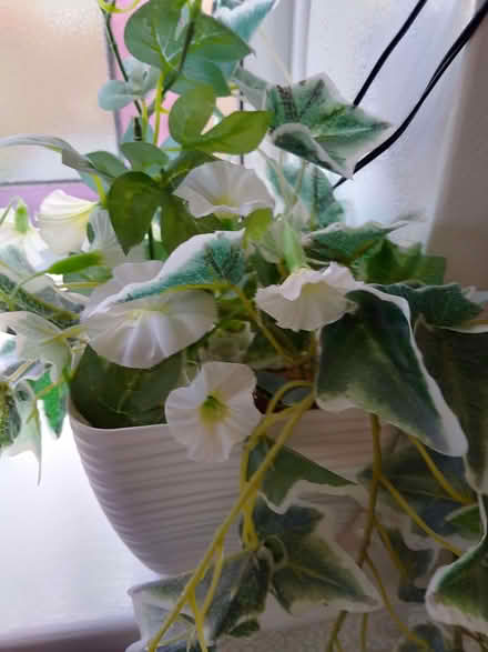 Photo of free Pretty Faux Ivy Display (Bexhill TN39) #2