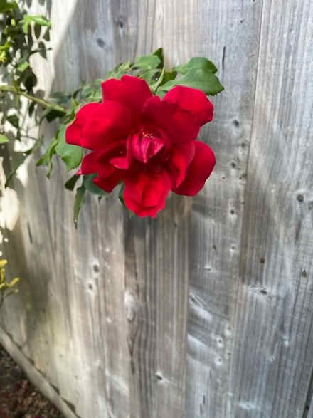Photo of free Red Rose (Woosehill RG41) #1