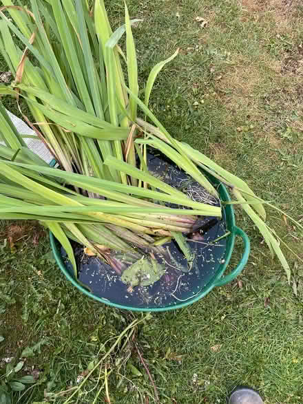 Photo of free Blue pond irises (Northmoor OX29) #1