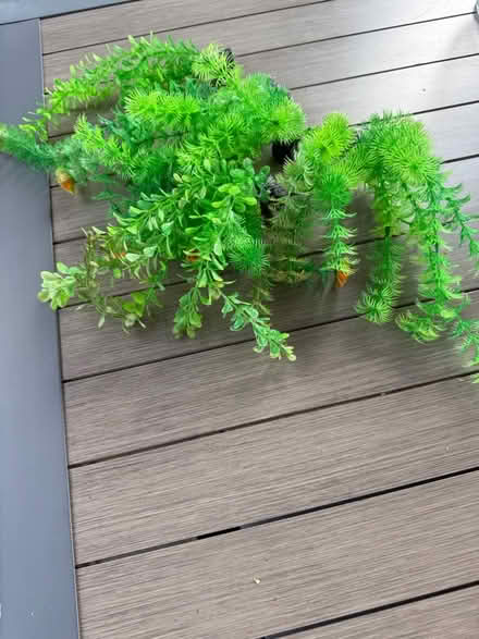 Photo of free Fish tank artificial weed (Burgess hill RH15) #2
