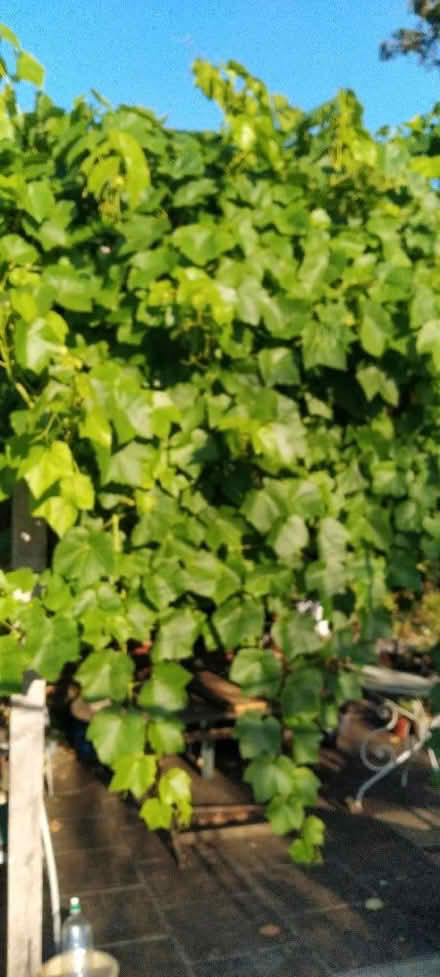 Photo of free Vine leaves (Kennington OX1) #1