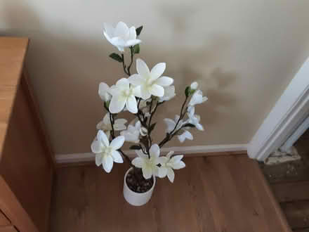 Photo of free Artificial potted plant (Dudley) #1