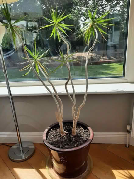 Photo of free Indoor Ficus plant (Delgany) #1