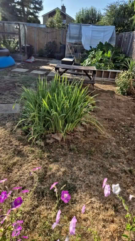Photo of free Pond iris (Freeland OX29) #1