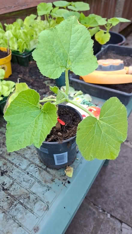 Photo of free Pumpkin hello Jack O Lantern (Hillingdon UB10) #1