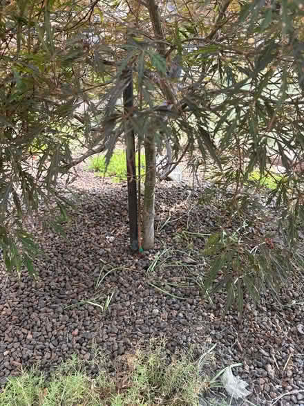 Photo of free Dwarf weeping Japanese Maple Tree (Canton, Mi.) #3