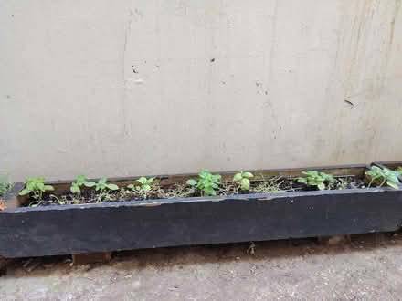 Photo of free Two wooden trough planters (Tufnell Park, N7) #2