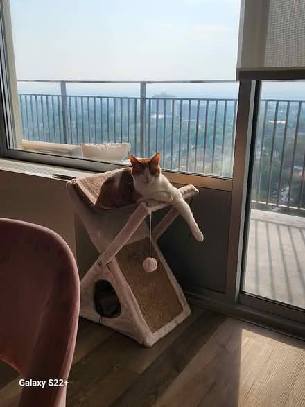 Photo of free Cat Hammock with Scratch Pad (Fort Lee NJ) #1
