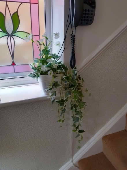 Photo of free Pretty Faux Ivy Display (Bexhill TN39) #1