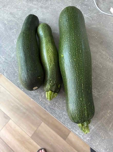 Photo of free Home grown Marrows (Leominster HR6) #1