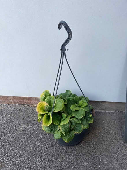 Photo of free Hanging basket (Leckhampton) #1