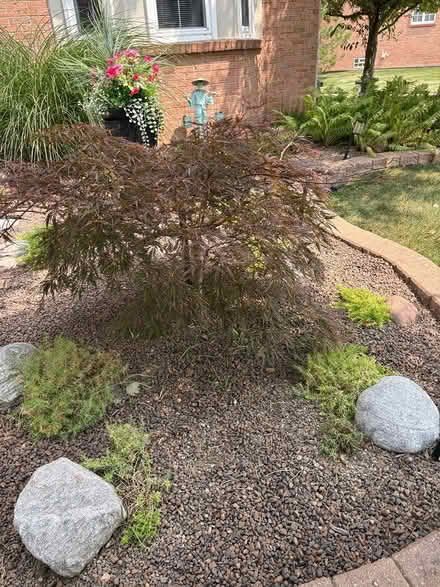Photo of free Dwarf weeping Japanese Maple Tree (Canton, Mi.) #1