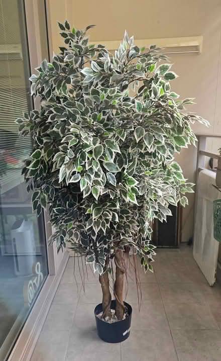 Photo of free Artificial Plant (Pyrmont) #1
