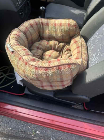 Photo of free Small Dog Bed (Sherborne DT9) #1