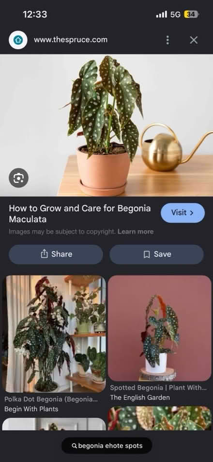 Photo of Begonia Maculata cuttings (L15) #2