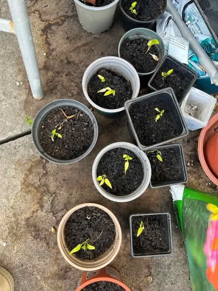 Photo of free Pepper seedlings (Twerton BA2) #1