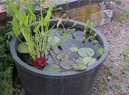 Photo of small pond plants (Swindon SN5) #1