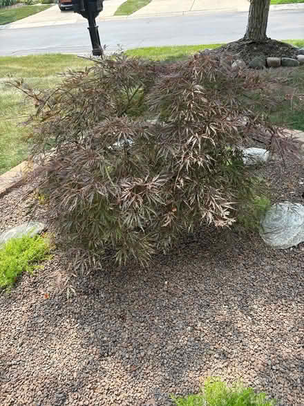 Photo of free Dwarf weeping Japanese Maple Tree (Canton, Mi.) #2