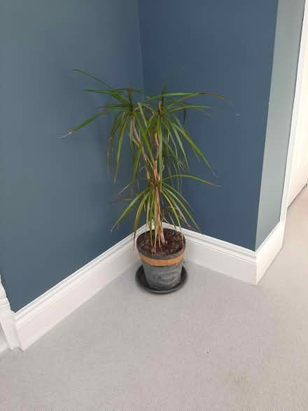 Photo of free Ficus plant (Delgany) #1