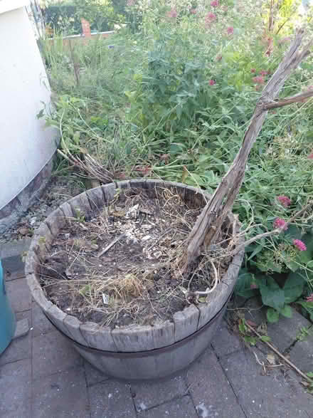Photo of free Honey suckle in large barrel (East Law DH8) #1