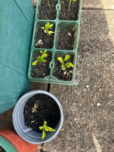 Photo of free Pepper seedlings (Twerton BA2) #2