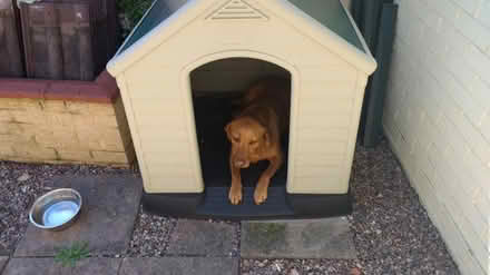 Photo of free Dog Kennel (Wallasey, CH44) #3
