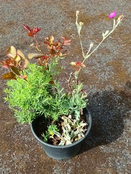 Photo of free Rose (Hockley Port B18) #2