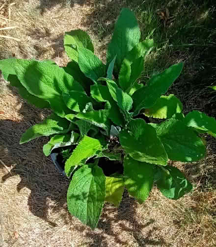 Photo of free Foxgloves (Hockley Port B18) #1