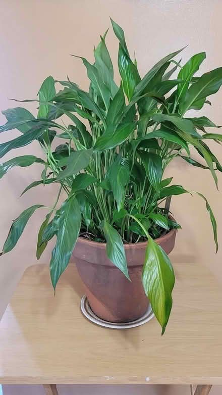 Photo of free Peace Lily (Merrick) #1
