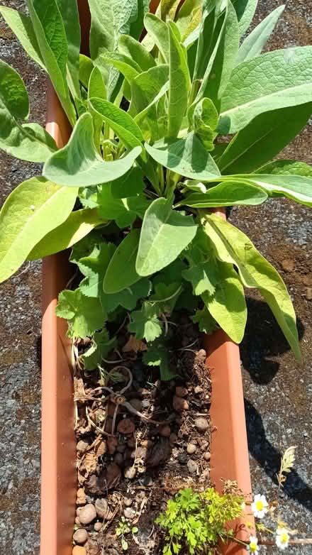 Photo of free Verbascum seedlings (Hockley Port B18) #2