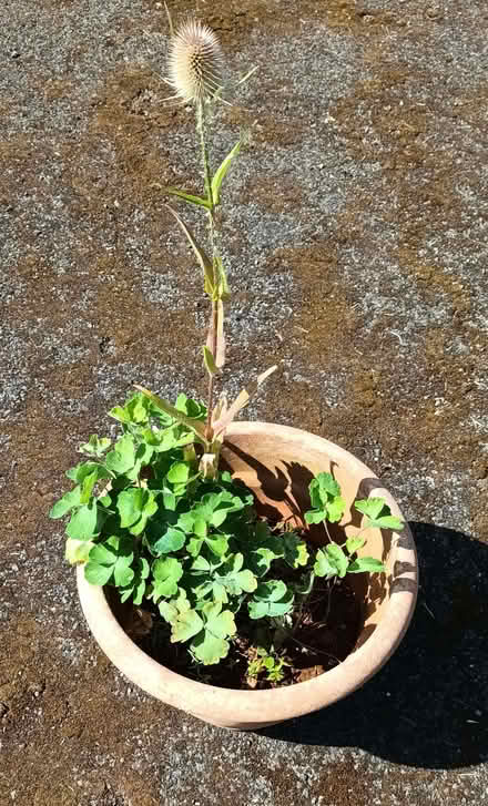 Photo of free Aquilegia & teasel (Hockley Port B18) #1
