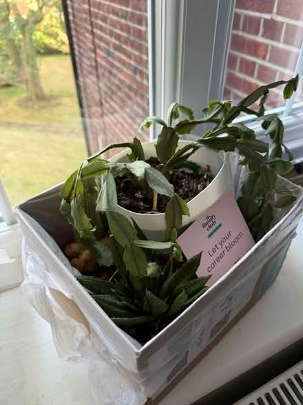 Photo of free 3 houseplants 🌵 (75 Moreland Court NW2) #1
