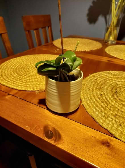 Photo of free Small orchid (Derby DE22) #1