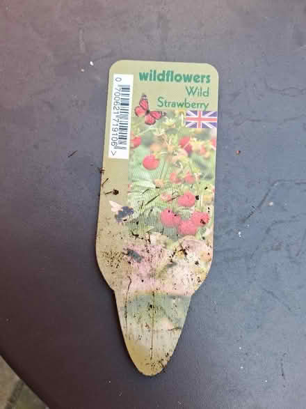 Photo of free Strawberry plants (Soho WC2H) #3
