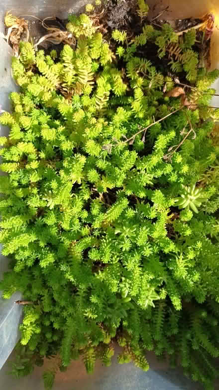 Photo of free Sedum (stonecrop) (Hockley Port B18) #1