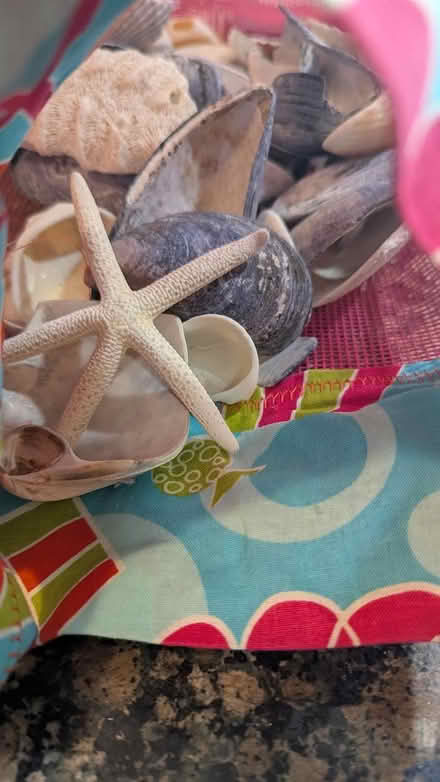 Photo of free Shell collecting bag w/shells (North Cambridge) #1