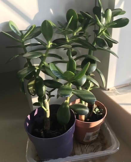 Photo of free 2 Potted Crassula Ovata Money Trees (BR60BY) #1