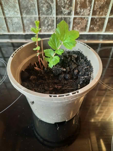 Photo of free Meadowsweet seedling attracts bees (Morden SM4) #4