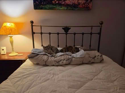 Photo of free Metal bedframe (Glenview near Northbrook) #2