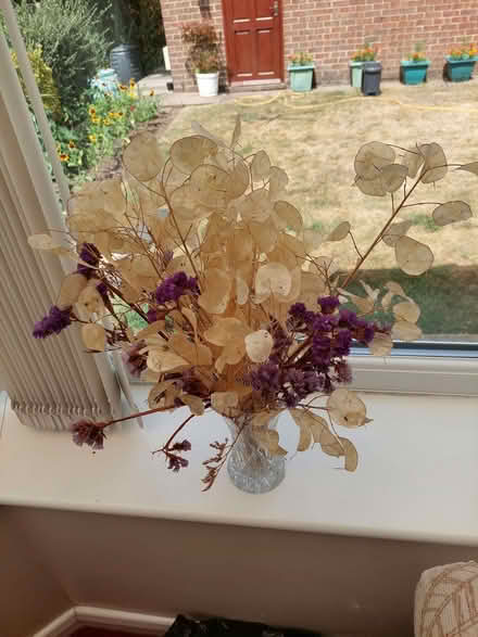 Photo of free Large amount of dried Honesty - Mickleover (Mickleover DE3) #2