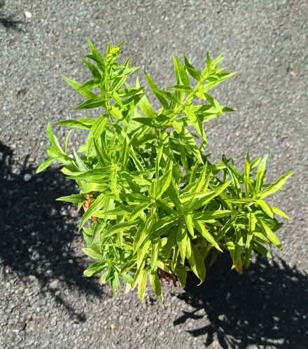 Photo of free Little golden rod (Hockley Port B18) #1
