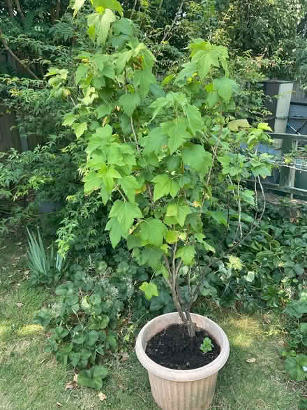Photo of free Blackcurrant bush in pot. (Strood ME2) #1