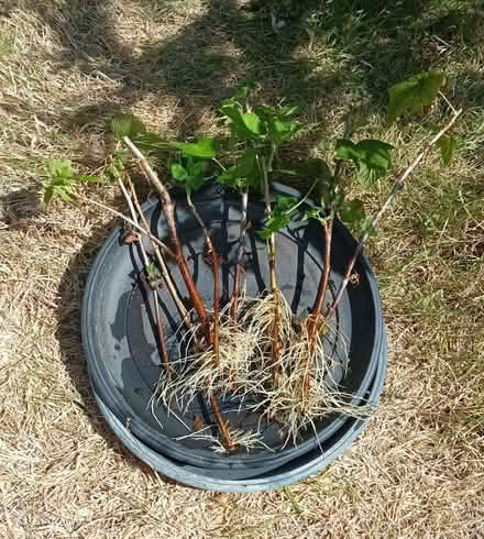 Photo of free Blackcurrant cuttings (Hockley Port B18) #1