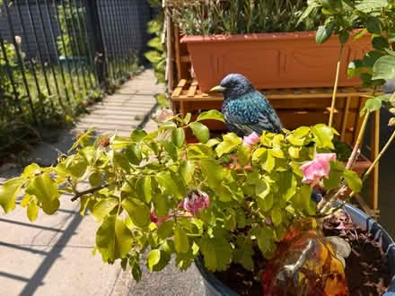 Photo of free Pink climbing rose (Halewood L25) #1